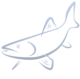 Мягкие деликатесы